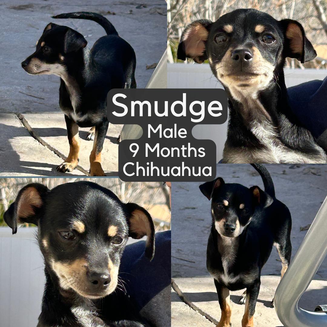 Enlarge Smudge, a ADOPTABLE Chihuahua in Lake Hughes, CA image 1/1