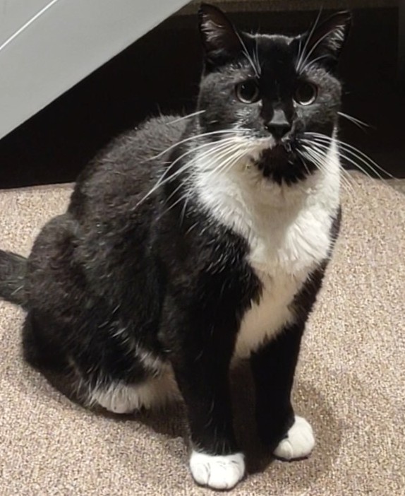 Dunkin, a Adoptable Domestic Short Hair in Springfield, PA image 2/5