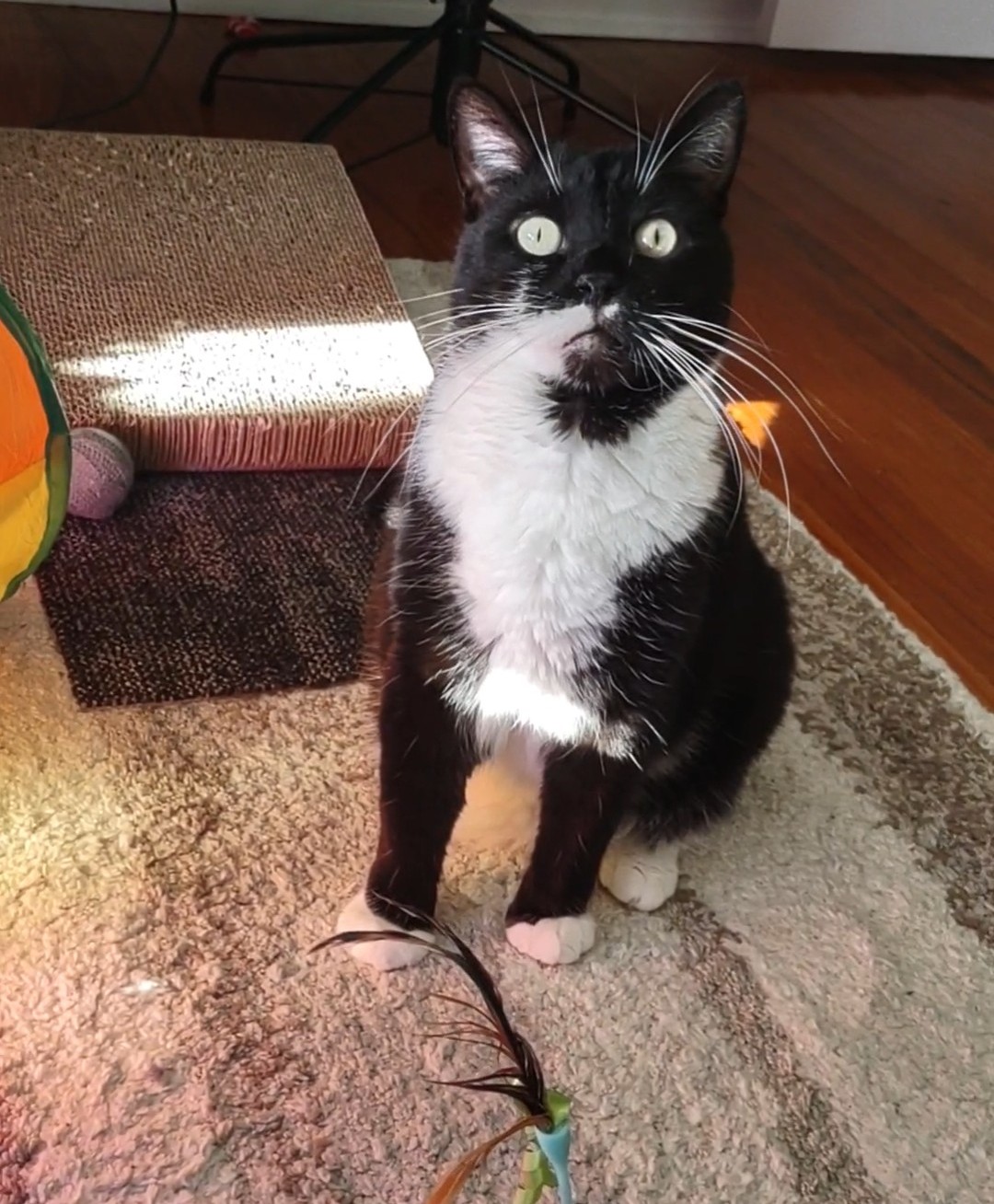 Dunkin, a Adoptable Domestic Short Hair in Springfield, PA image 1/5