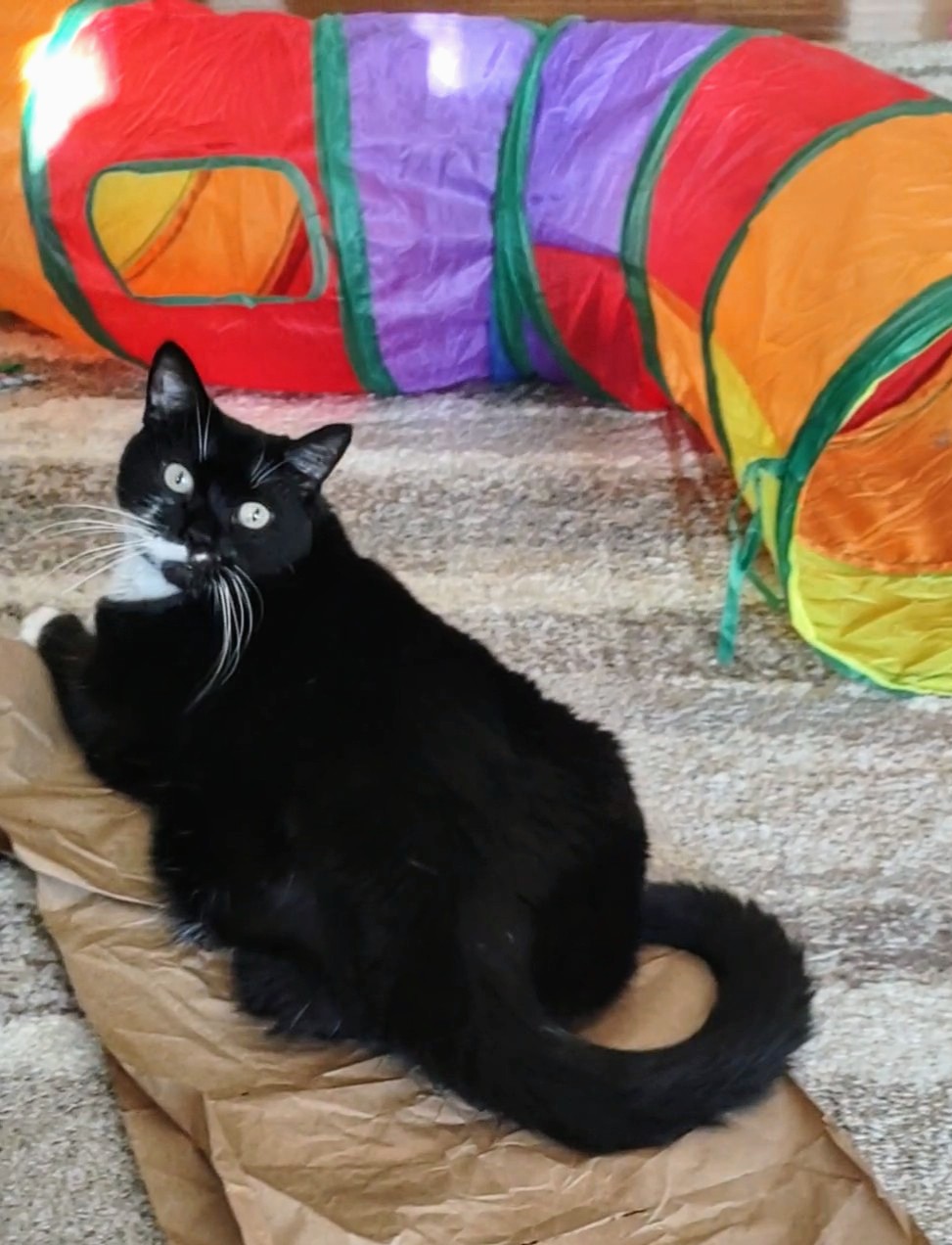 Dunkin, a Adoptable Domestic Short Hair in Springfield, PA image 5/5