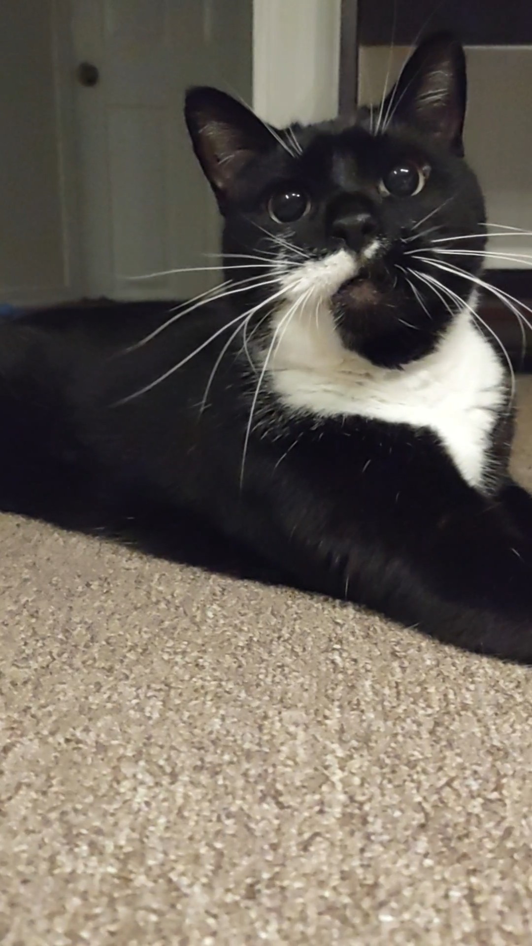 Dunkin, a Adoptable Domestic Short Hair in Springfield, PA image 3/5