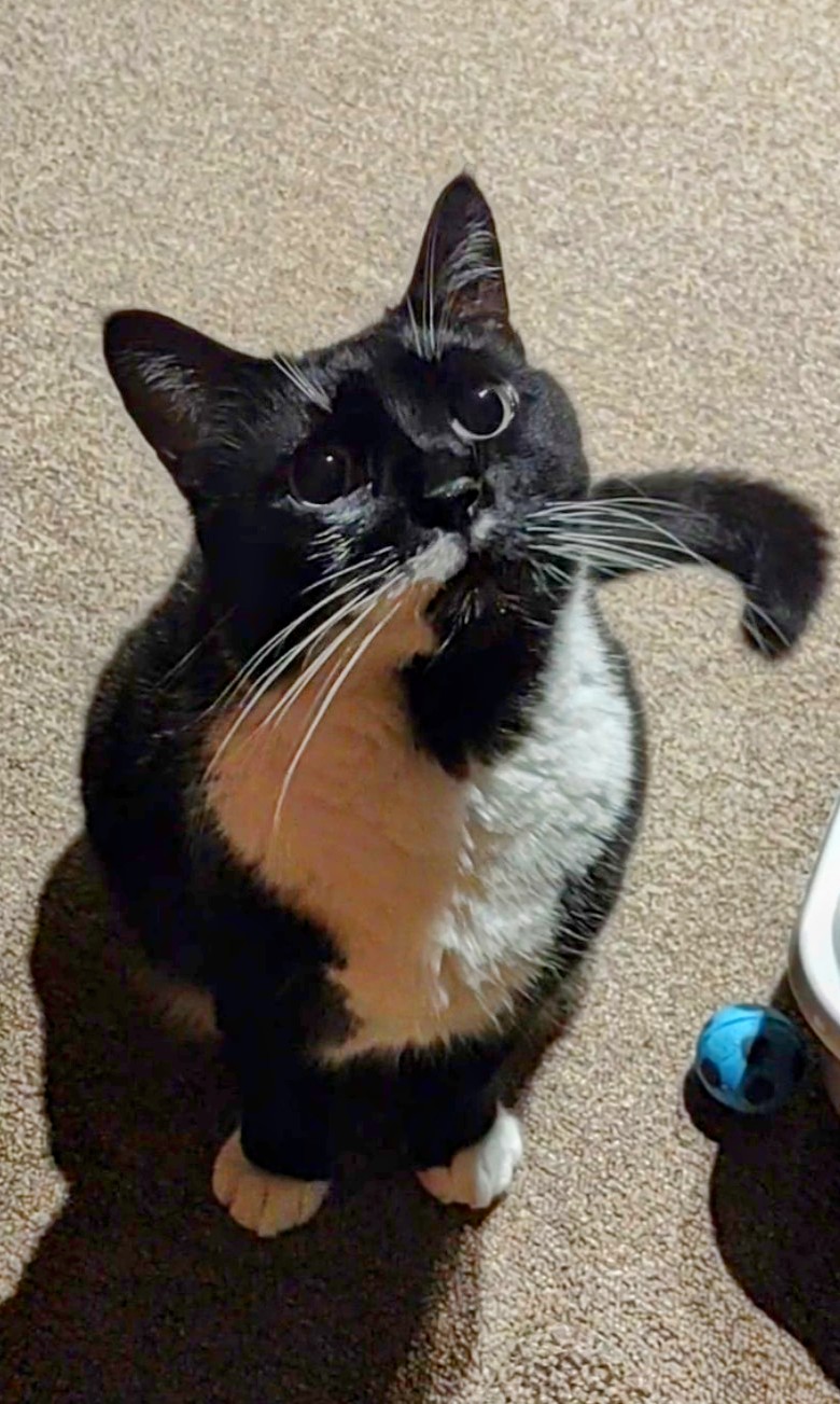 Dunkin, a Adoptable Domestic Short Hair in Springfield, PA image 4/5