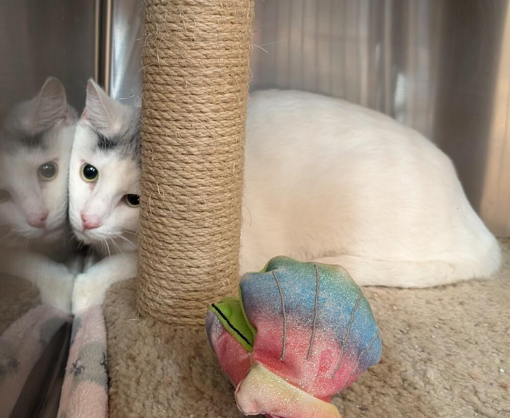 Simon, Adoptable, Adult Male Domestic Medium Hair.