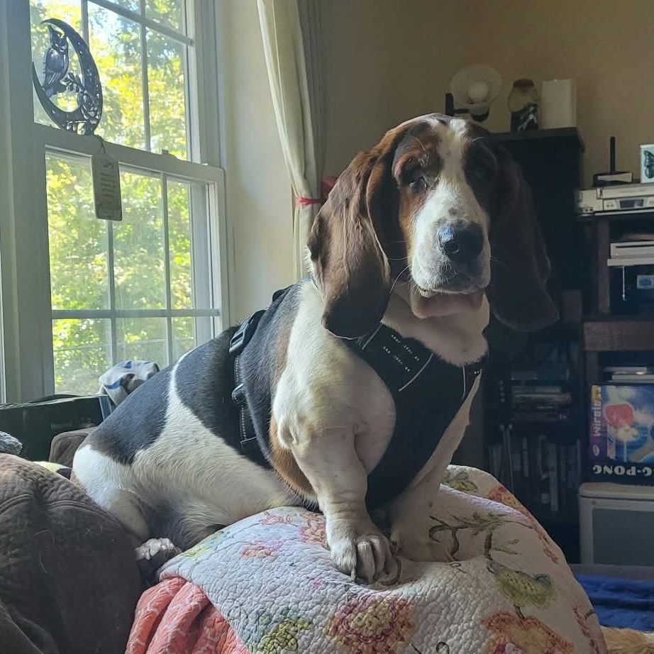 Enlarge Leroy (Bonded with Liza), a Adoptable Basset Hound in Knoxville, TN image 3/4