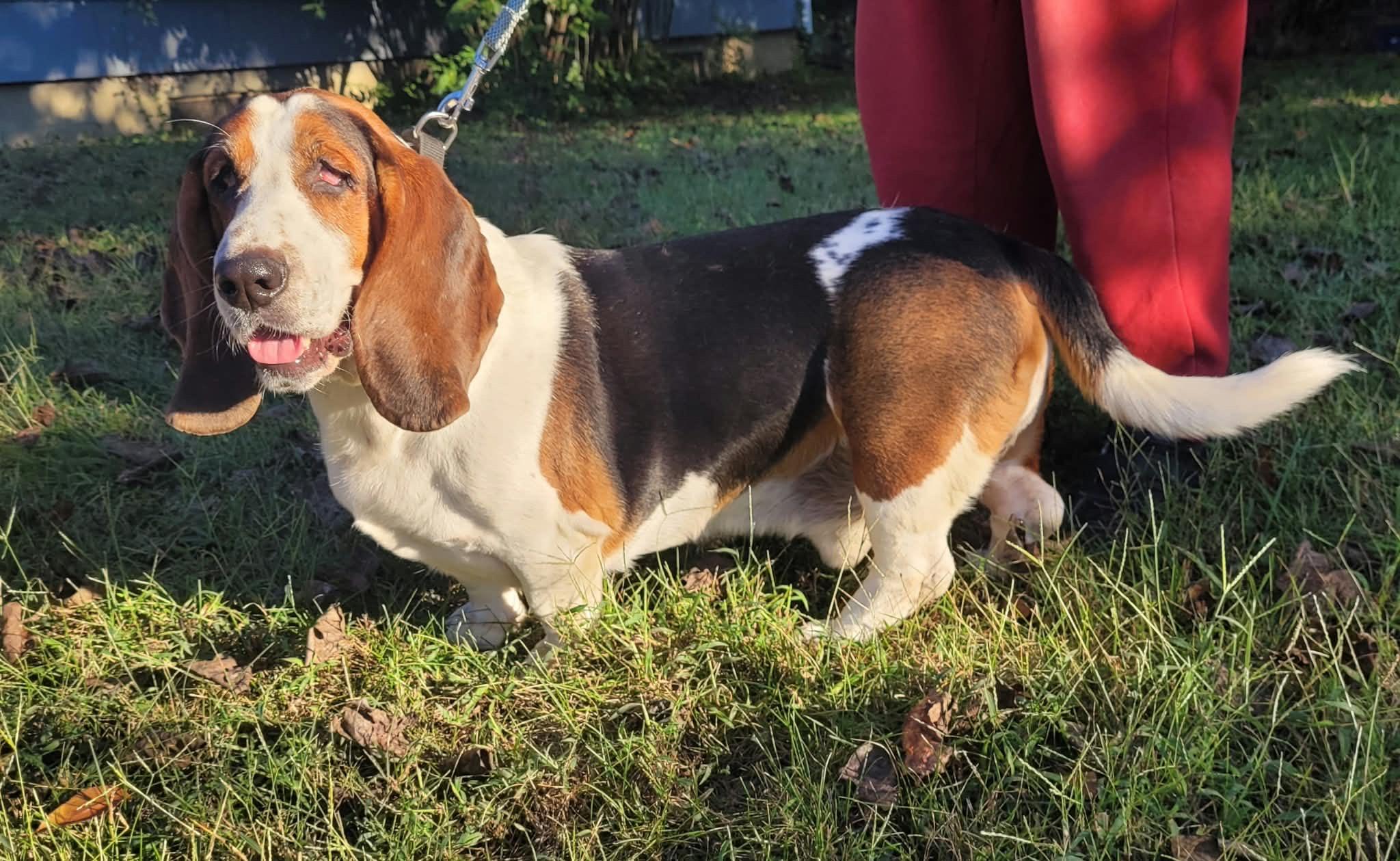 Enlarge Leroy (Bonded with Liza), a Adoptable Basset Hound in Knoxville, TN image 2/4