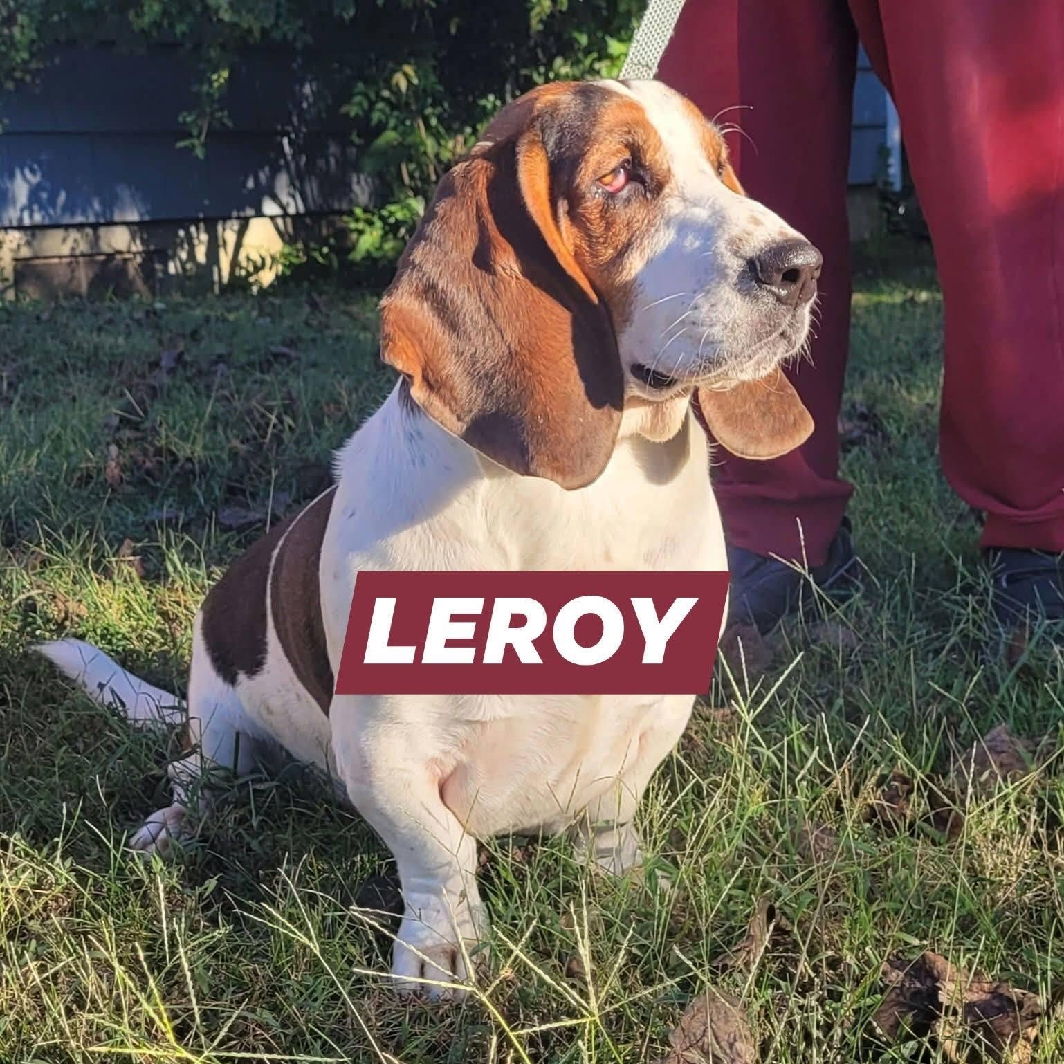 Leroy (Bonded with Liza), Adoptable, Adult Male Basset Hound.