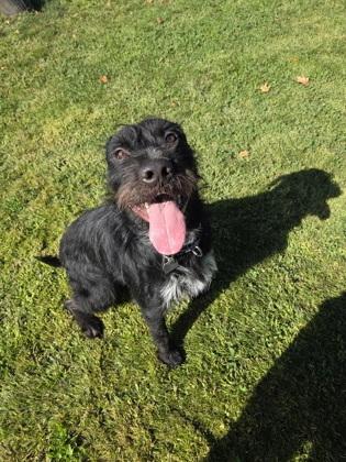 Porkchop, Adoptable, Adult Male Mixed Breed.
