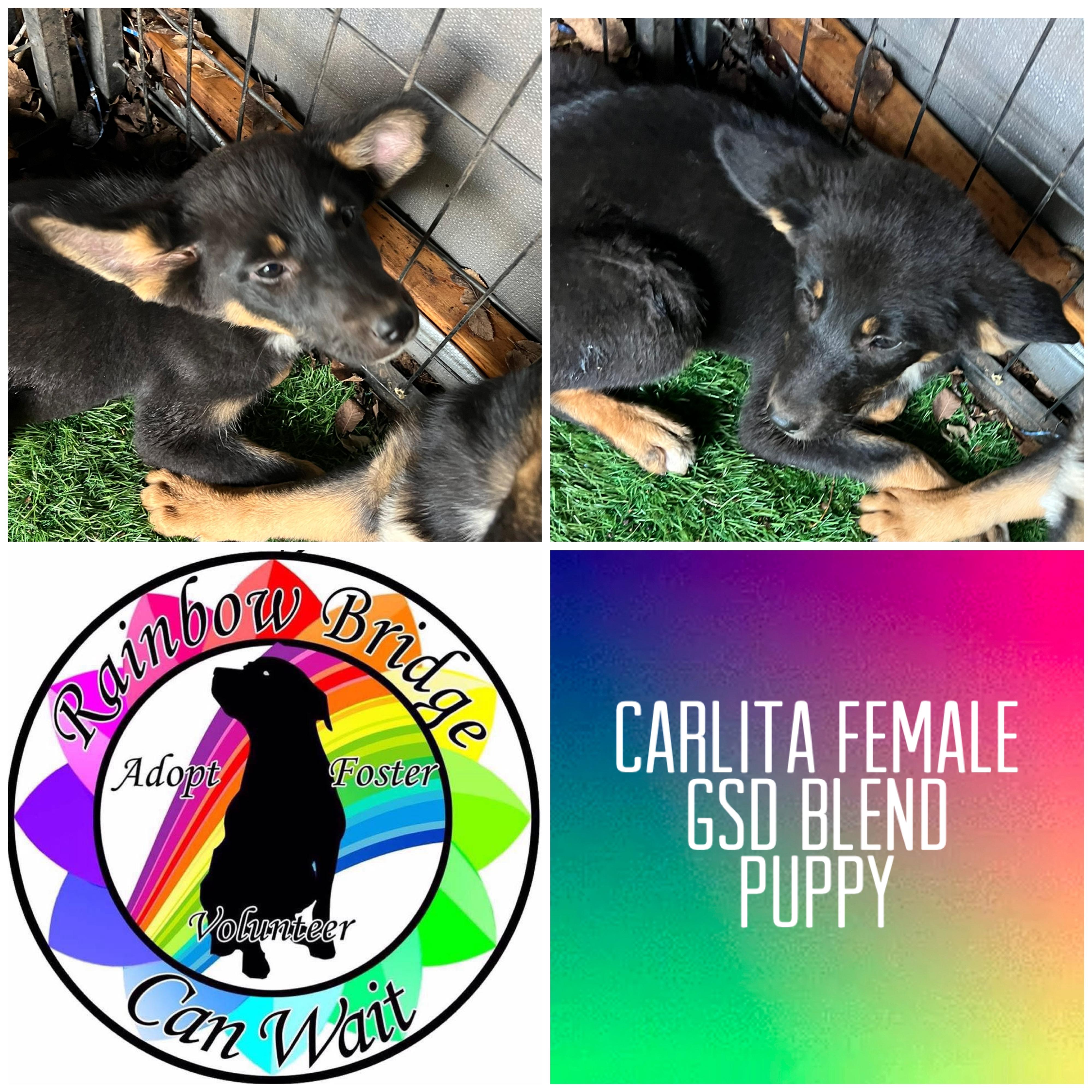 Carlita, adopted, Puppy Female German Shepherd Dog.