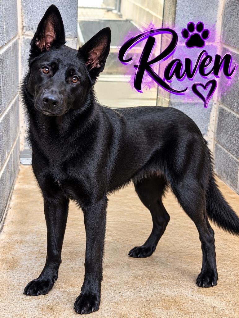 Raven, Adoptable, Adult Male Mixed Breed.