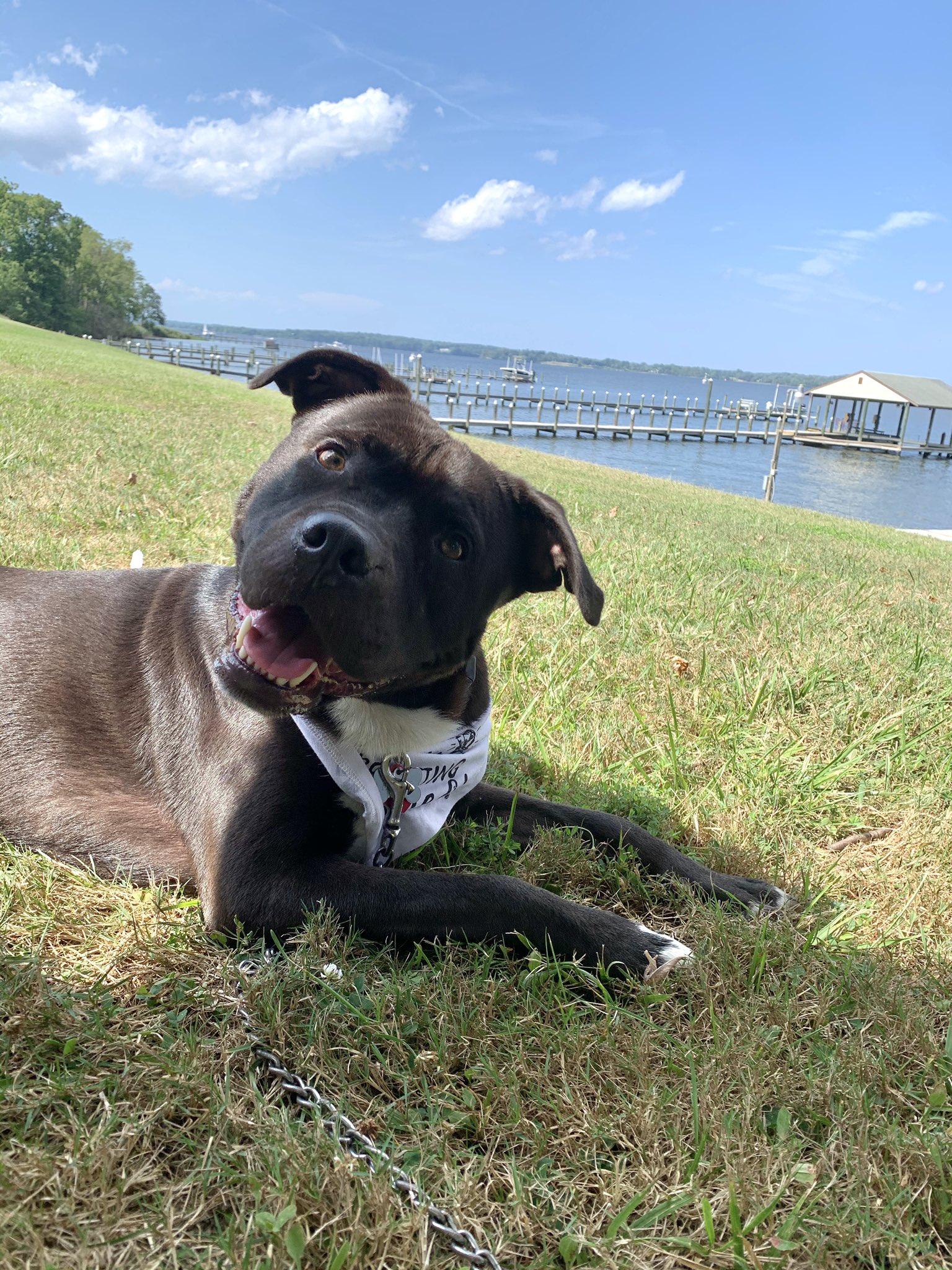 Homer, a Adoptable mixed breed in Baltimore, MD image 2/3