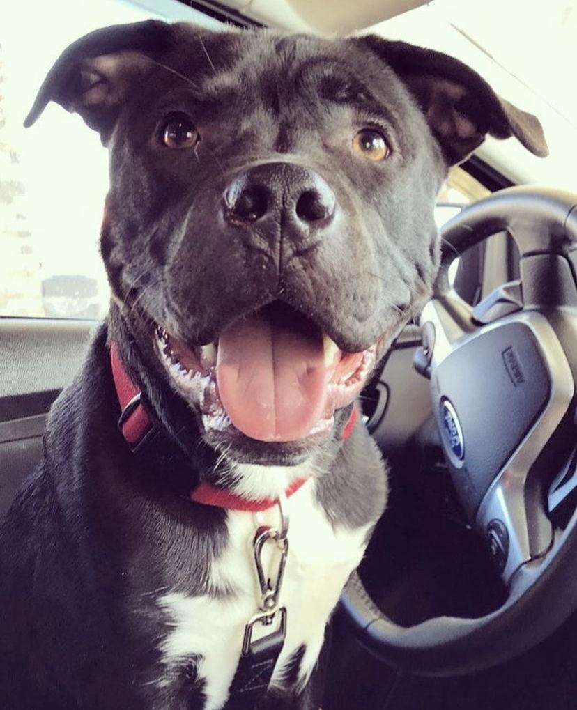 Homer, a Adoptable mixed breed in Baltimore, MD image 3/3