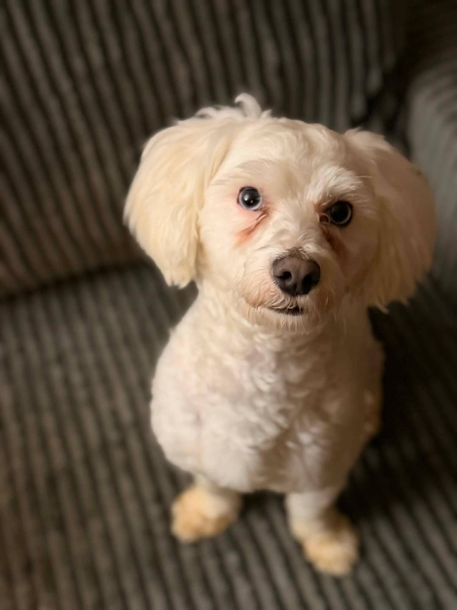 Enlarge Klaus, a ADOPTABLE Maltipoo in Dayton, OH image 2/2