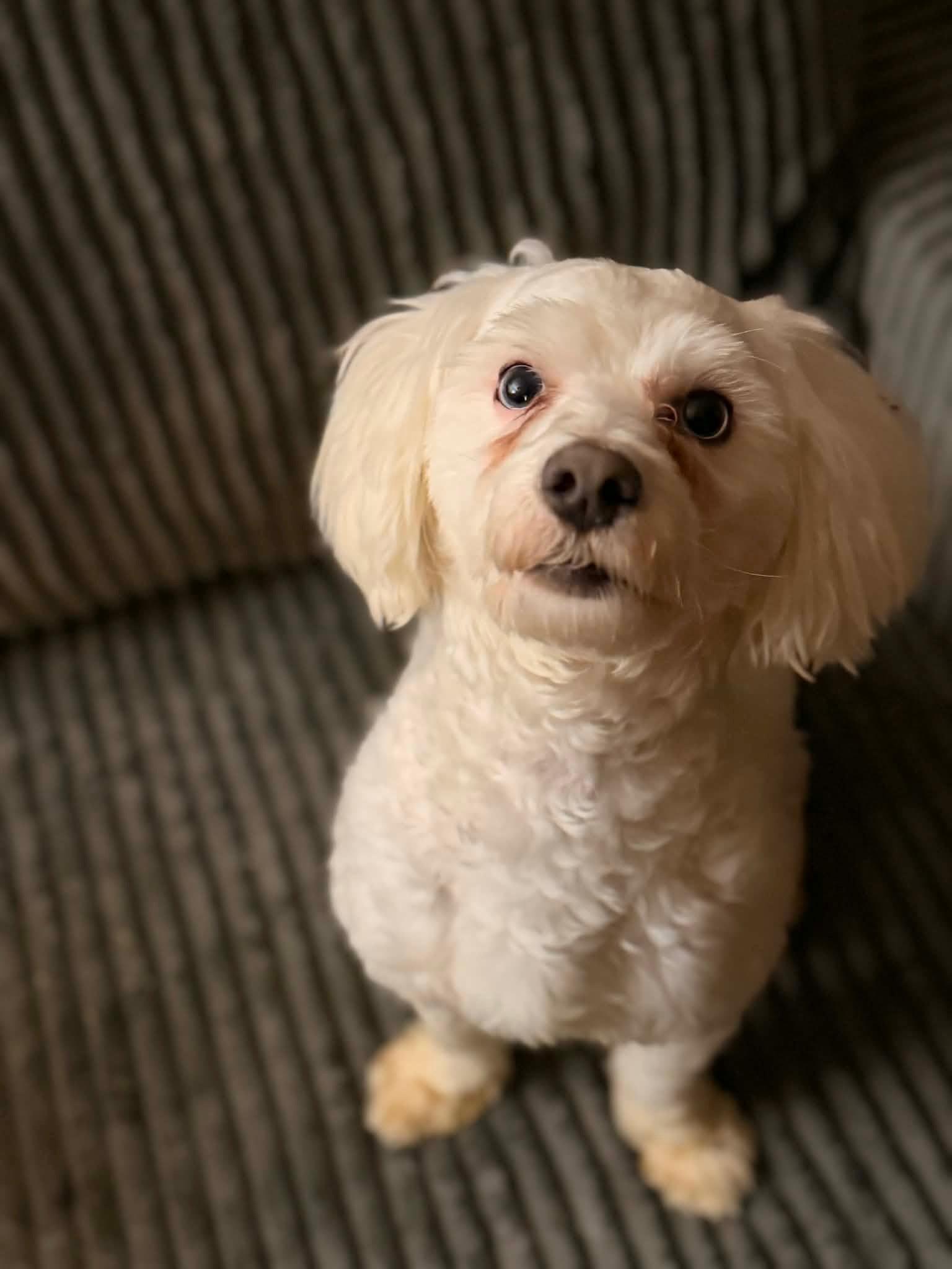 Enlarge Klaus, a ADOPTABLE Maltipoo in Dayton, OH image 1/2