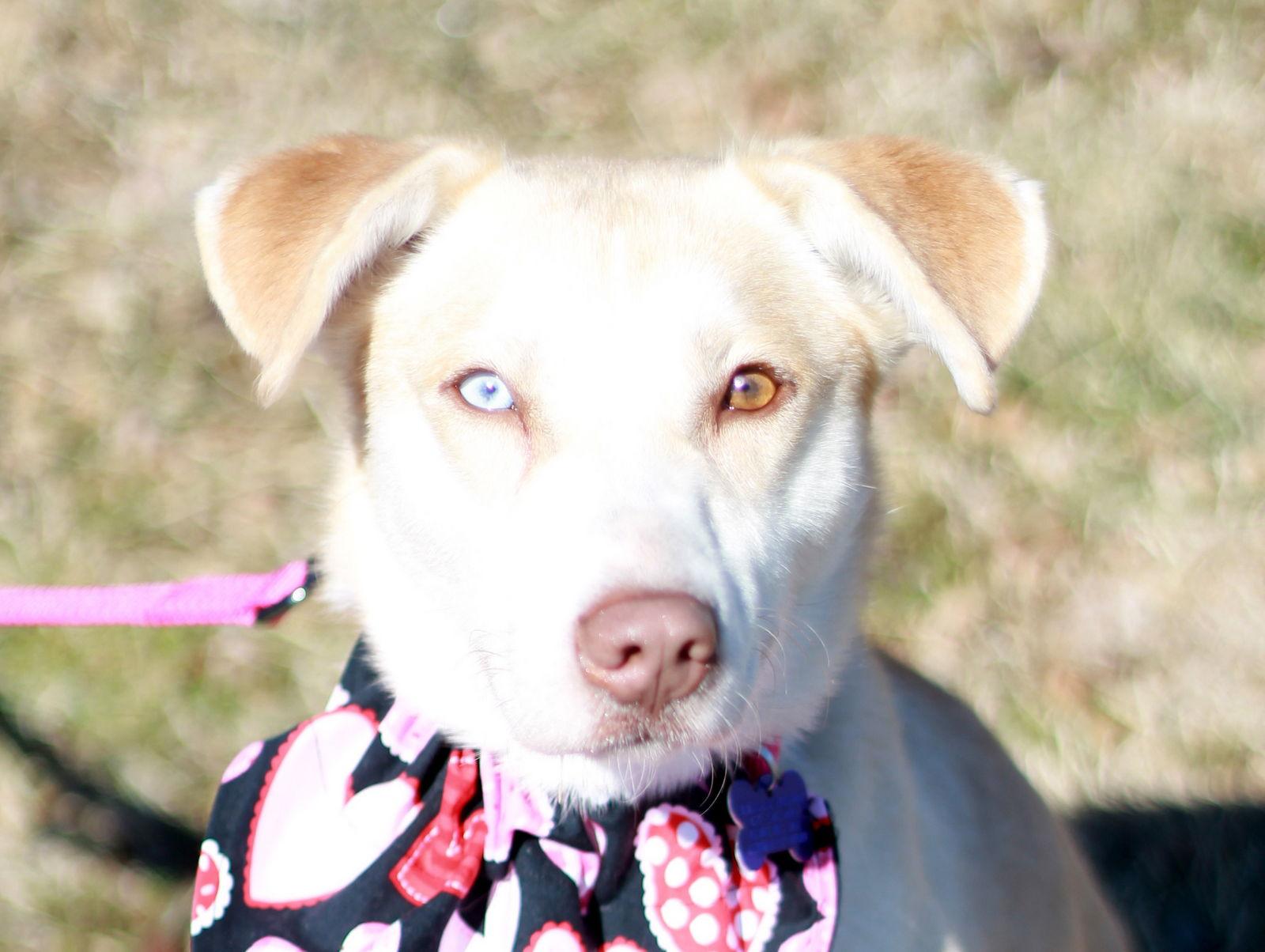 Enlarge Lumi - MEET at PETCO 3/7!, a Adoptable Husky in Cookeville, TN image 1/3