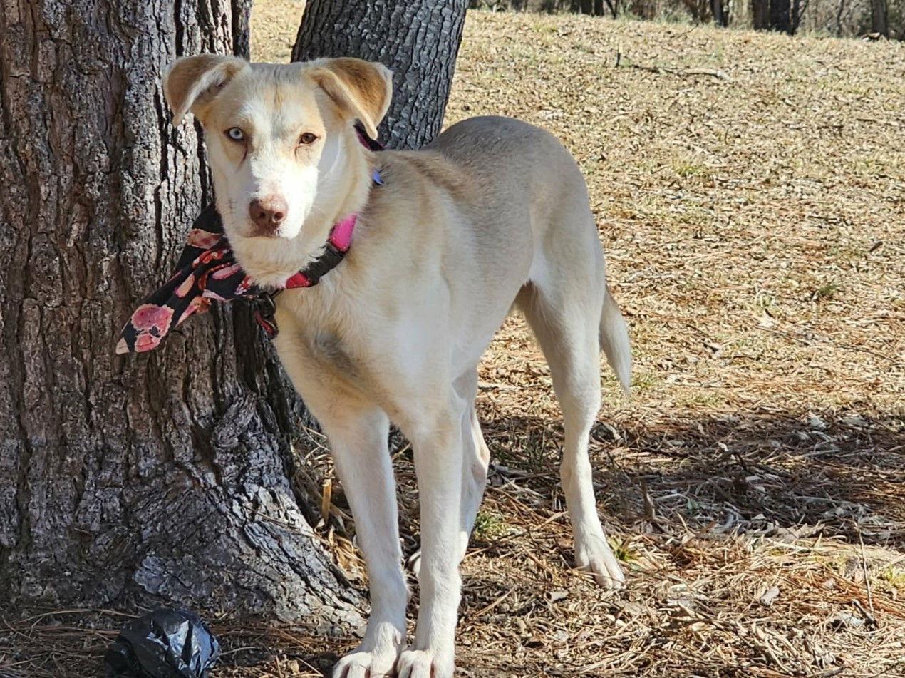 Enlarge Lumi - MEET at PETCO 3/7!, a Adoptable Husky in Cookeville, TN image 2/3
