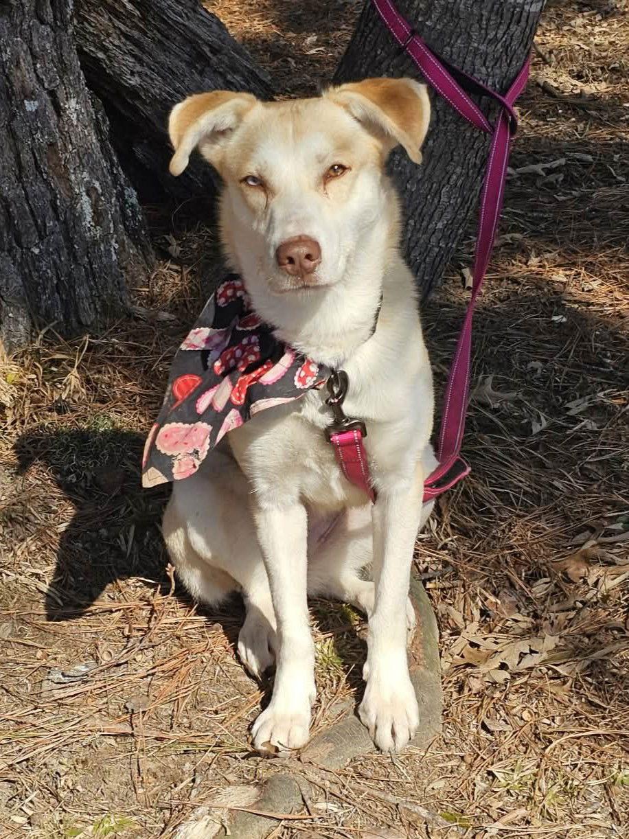 Enlarge Lumi - MEET at PETCO 3/7!, a Adoptable Husky in Cookeville, TN image 3/3