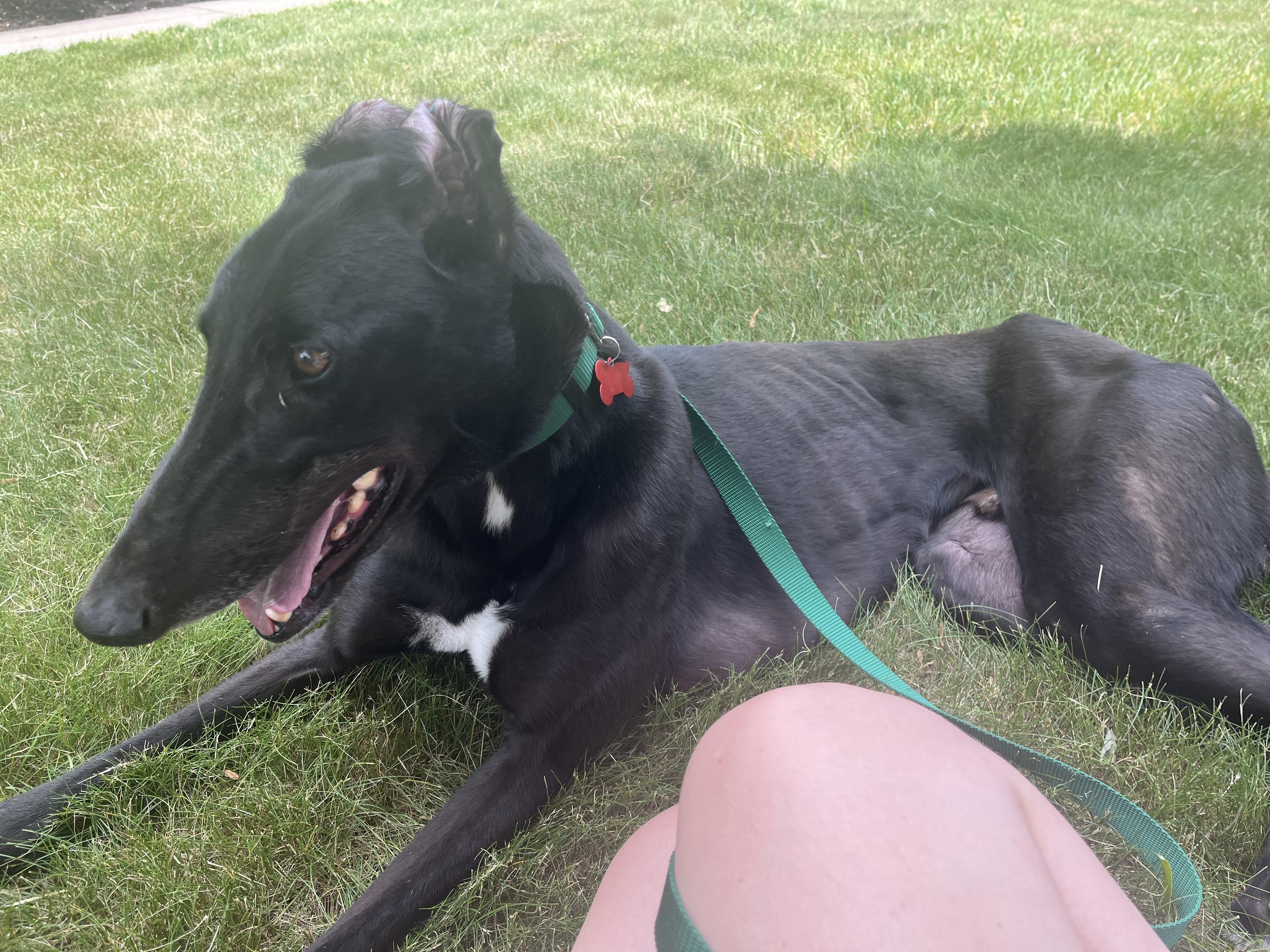 Enlarge Alan, an adoption pending Greyhound in Ware, MA image 2/4