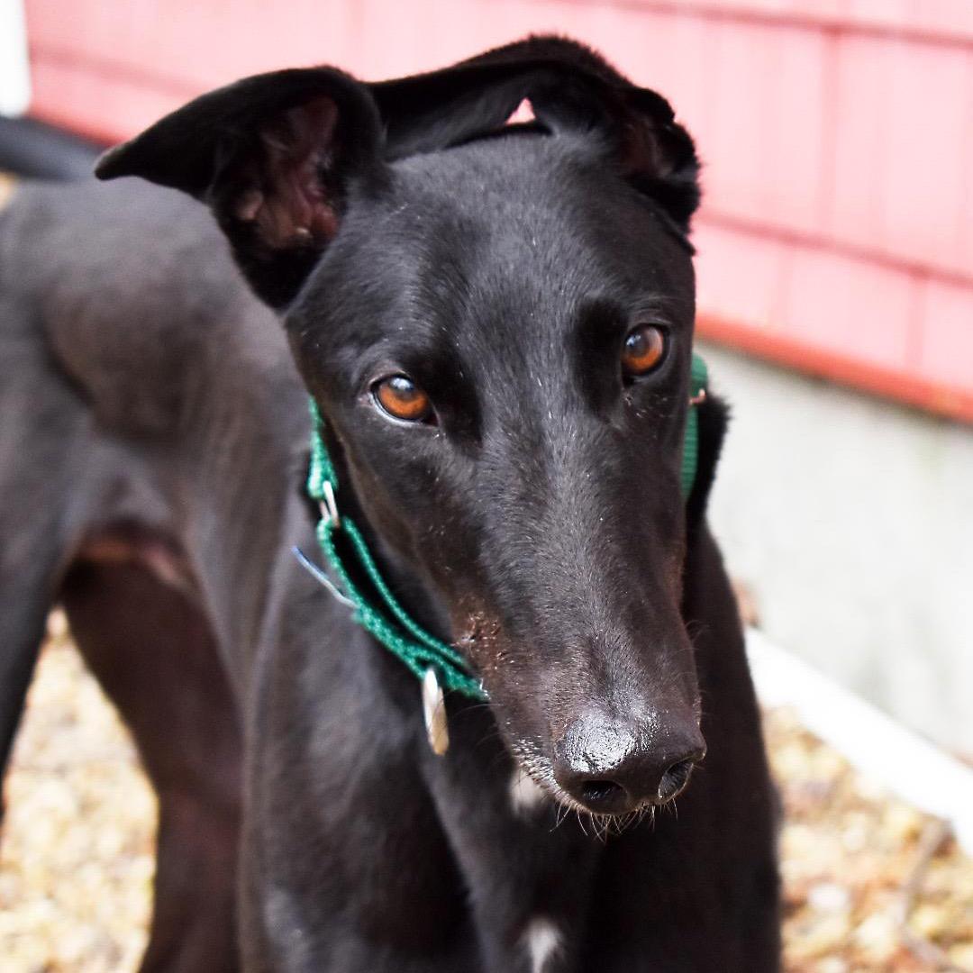 Alan, ADOPTABLE, Adult Male Greyhound.