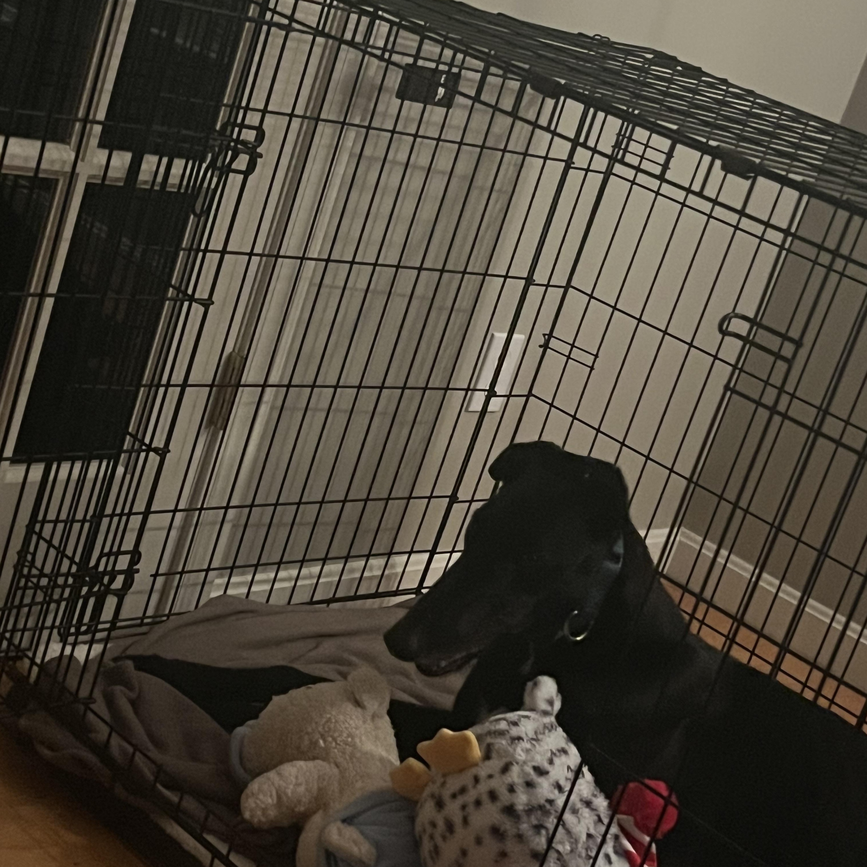 Enlarge Alan, an adoption pending Greyhound in Ware, MA image 4/4