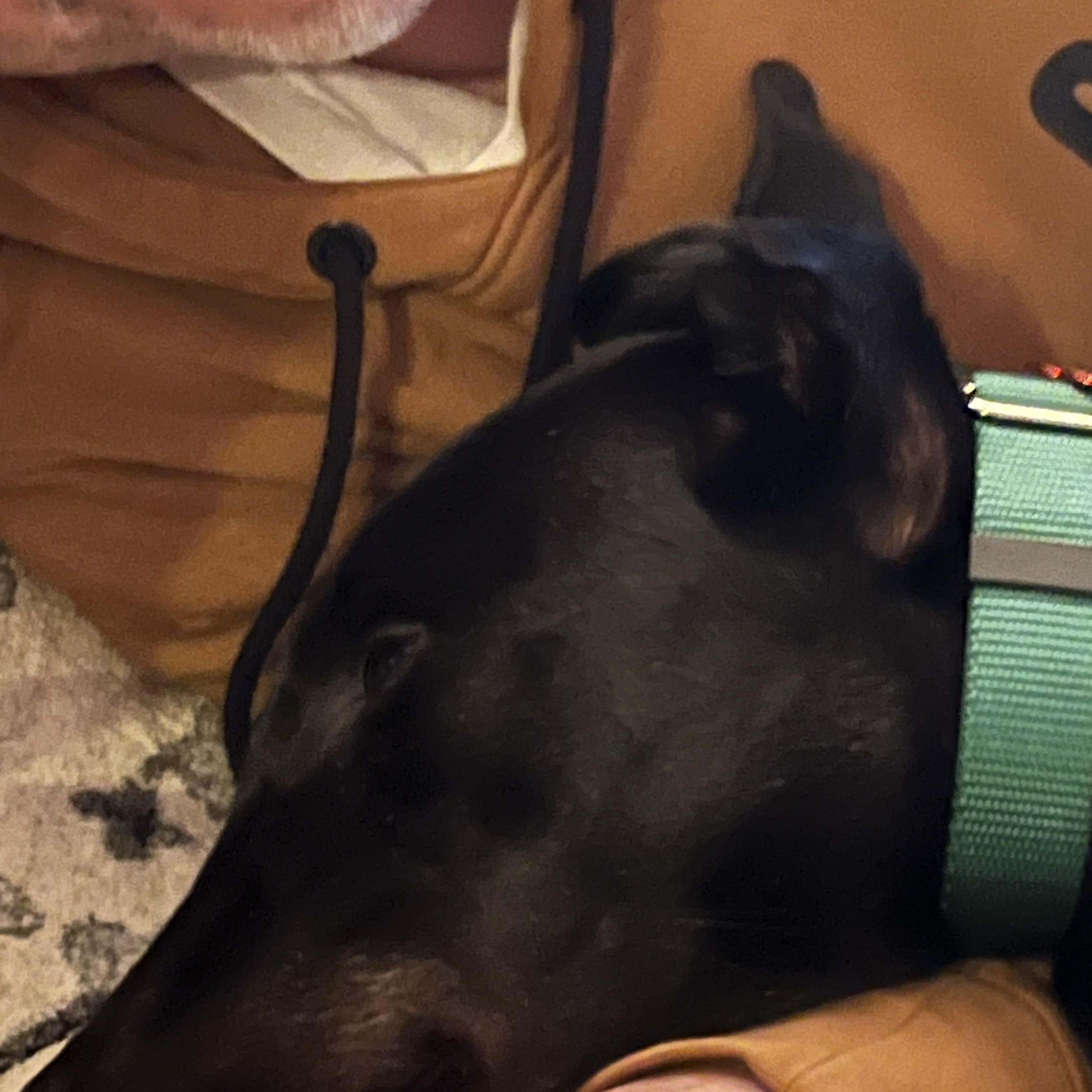 Enlarge Alan, an adoption pending Greyhound in Ware, MA image 3/4