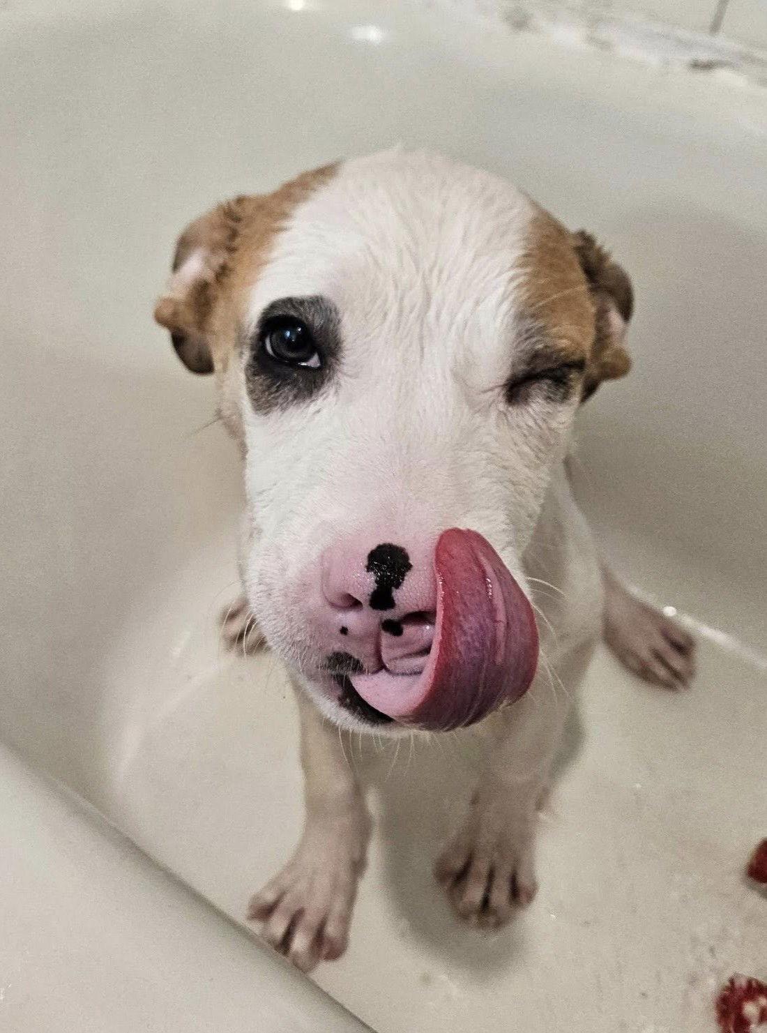 Hawk, Adoptable, Puppy Male Pit Bull Terrier.