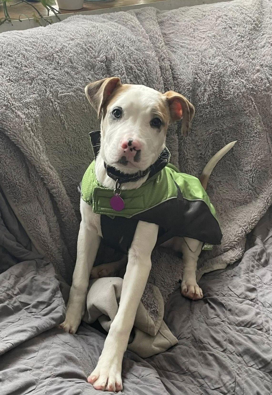 Hawk, a Adoptable Pit Bull Terrier in Rochester, NY image 2/3