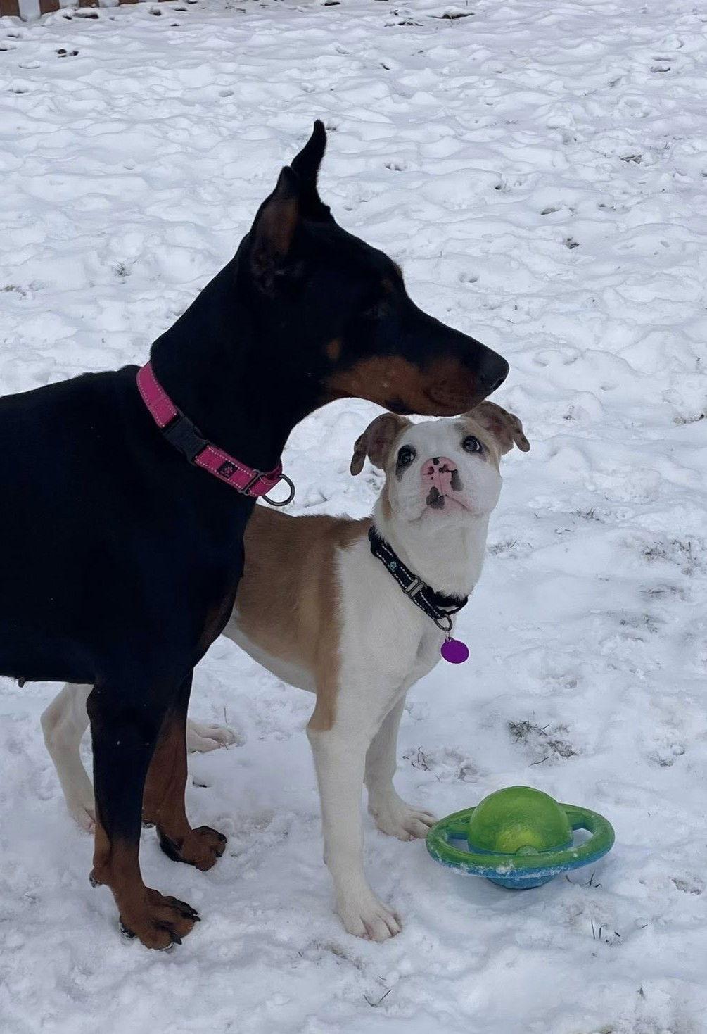 Hawk, a Adoptable Pit Bull Terrier in Rochester, NY image 3/3
