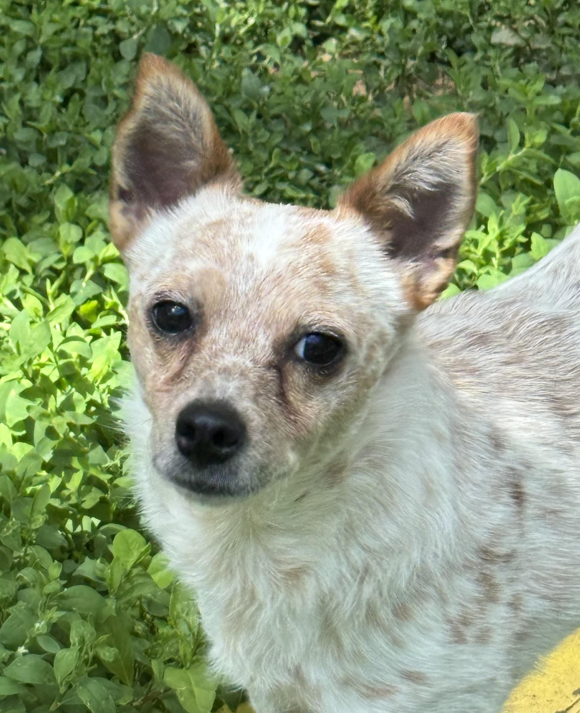 Ginger, an adoptable mixed breed in Lexington, KY image 1/2