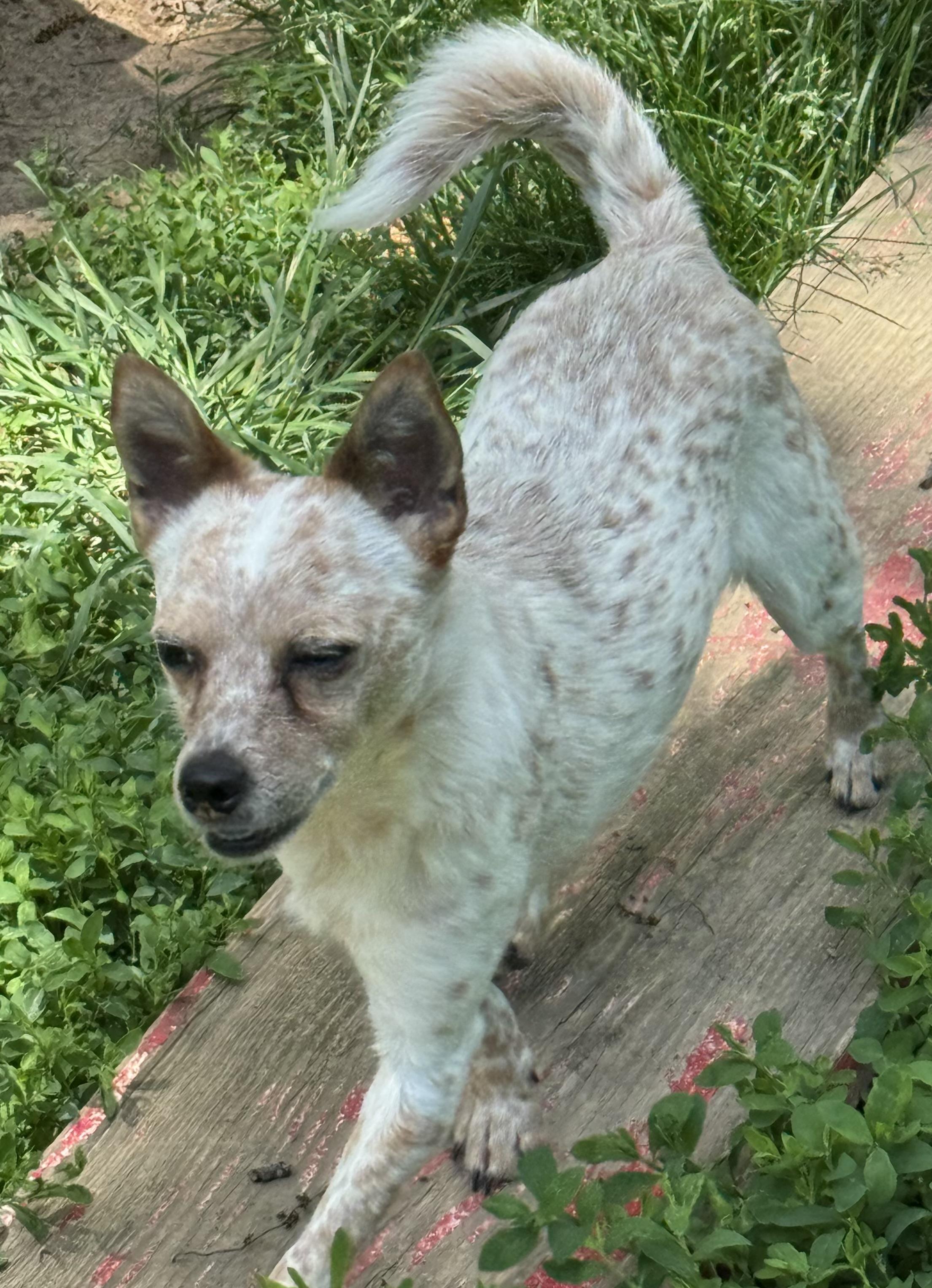 Ginger, an adoptable mixed breed in Lexington, KY image 2/2