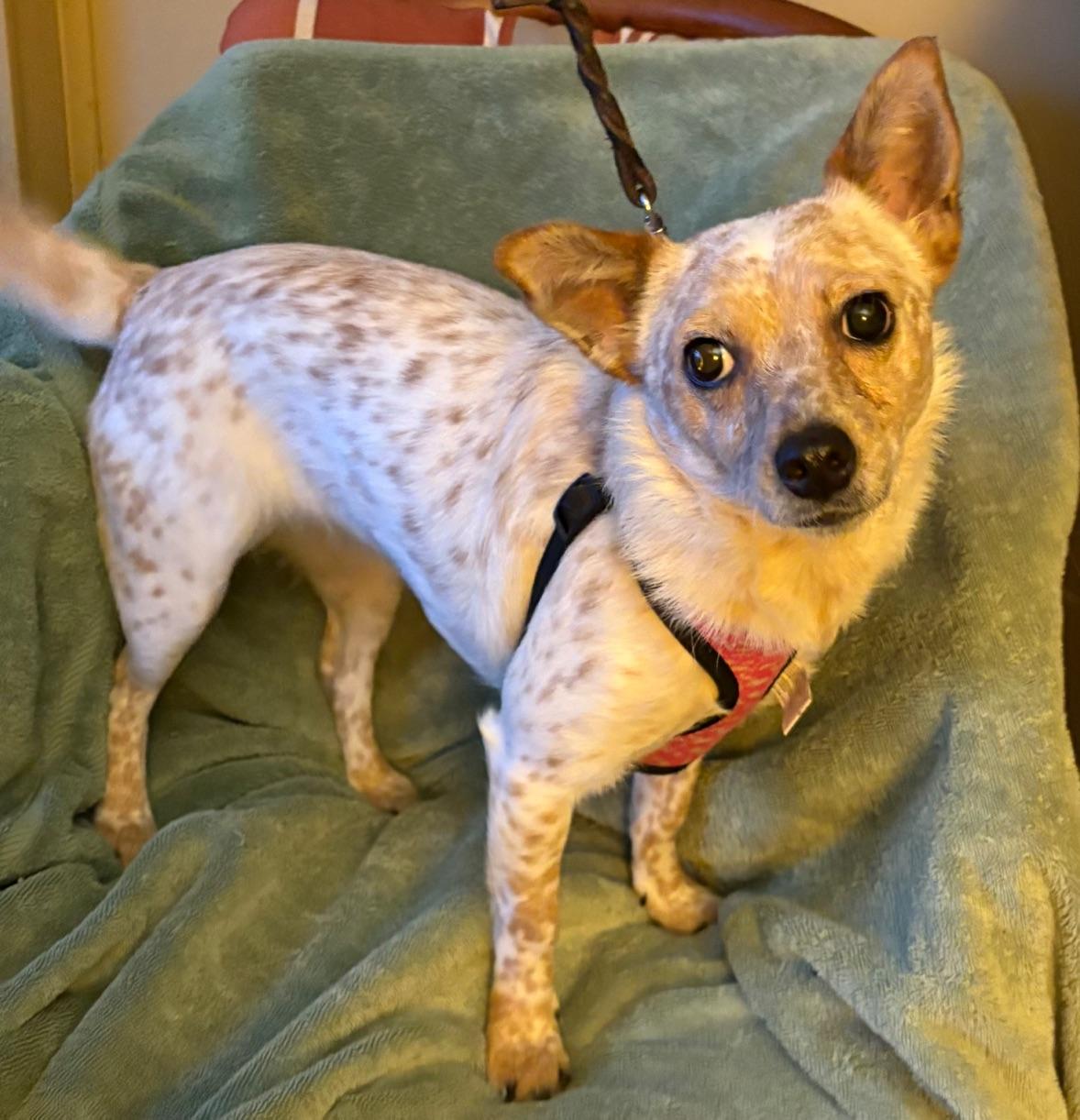 Enlarge Nutmeg, a ADOPTABLE mixed breed in Lexington, KY image 1/1