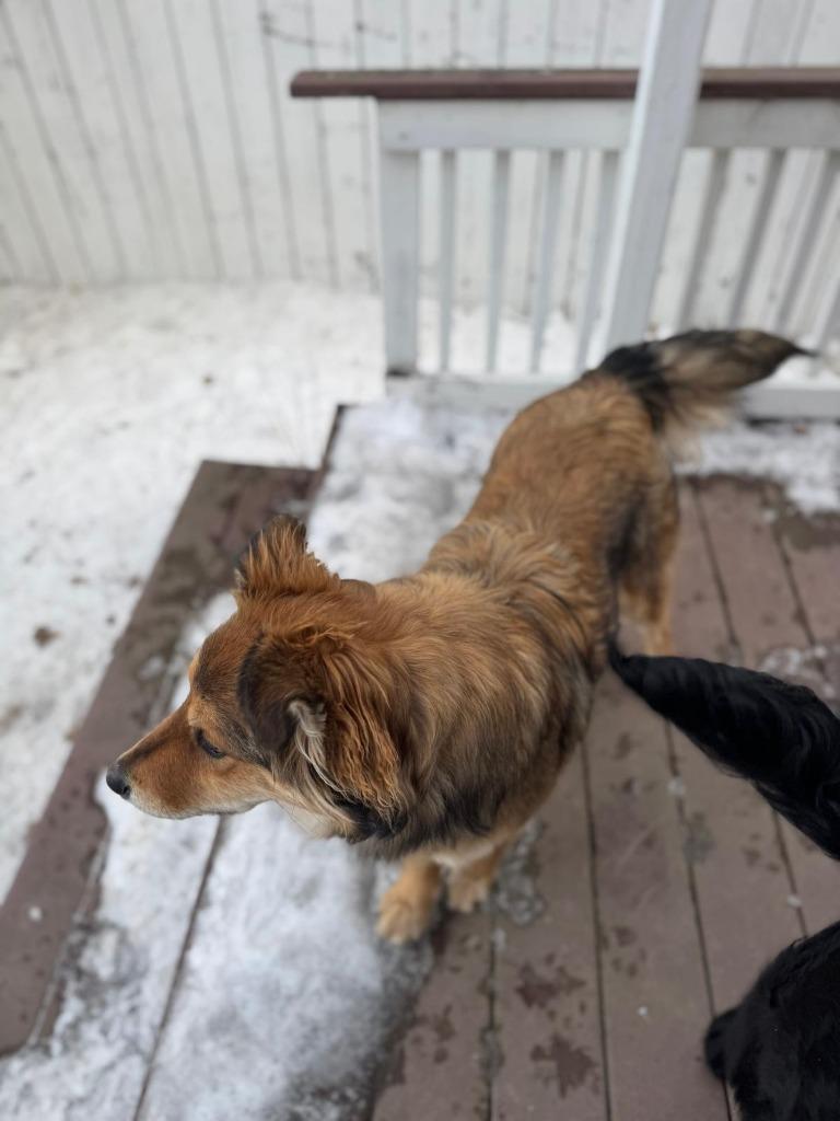 Enlarge Pup-erNickle, a Adoptable Bernese Mountain Dog in Calgary, AB image 1/6
