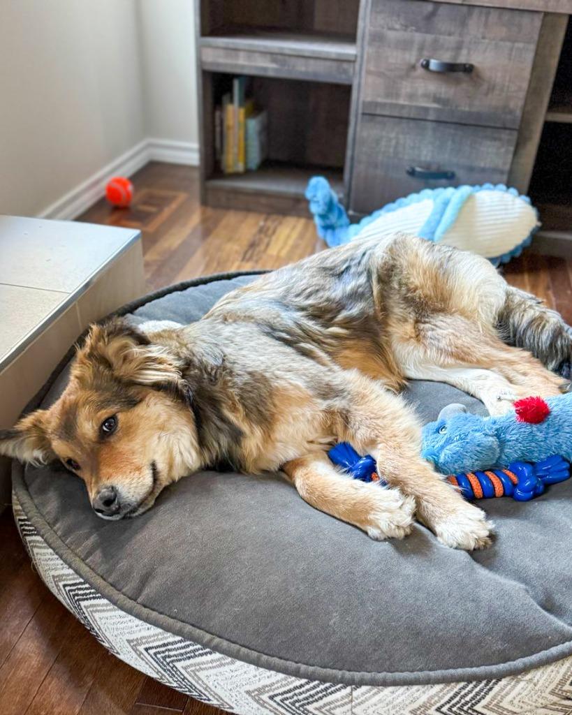 Enlarge Pup-erNickle, a Adoptable Bernese Mountain Dog in Calgary, AB image 2/6