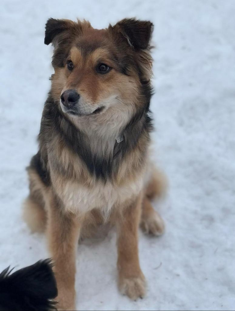 Enlarge Pup-erNickle, a Adoptable Bernese Mountain Dog in Calgary, AB image 3/6