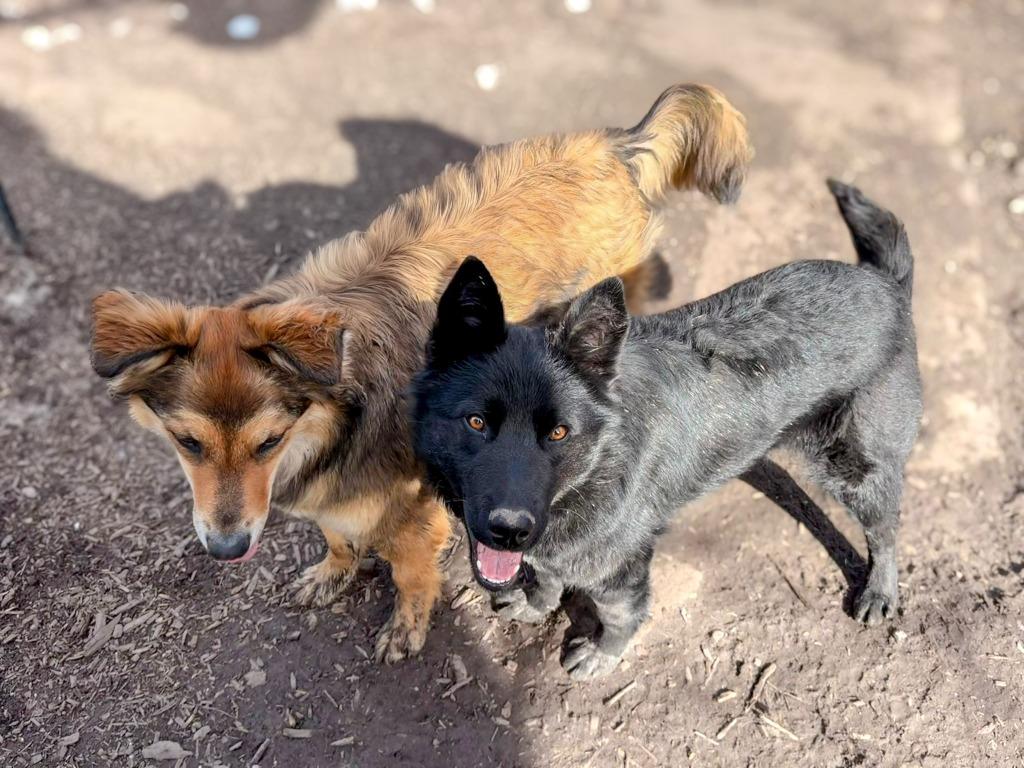 Enlarge Pup-erNickle, a Adoptable Bernese Mountain Dog in Calgary, AB image 4/6
