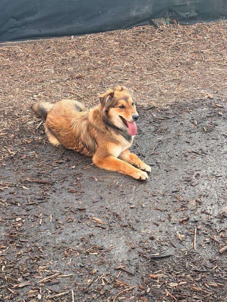 Enlarge Pup-erNickle, a Adoptable Bernese Mountain Dog in Calgary, AB image 5/6