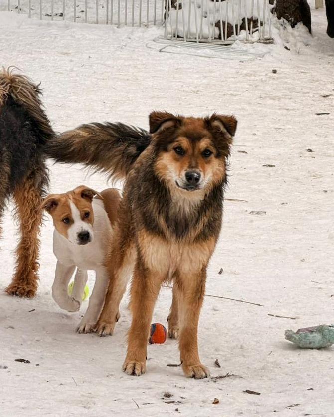 Enlarge Pup-erNickle, a Adoptable Bernese Mountain Dog in Calgary, AB image 6/6