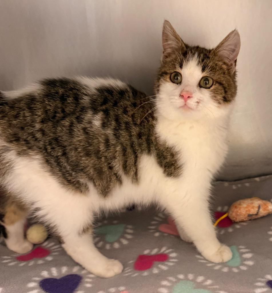 Dust Bunny, Adoptable, Young Female Domestic Short Hair.