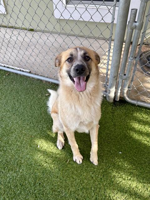Enlarge CANELA, a Adoptable mixed breed in Killeen, TX image 1/1