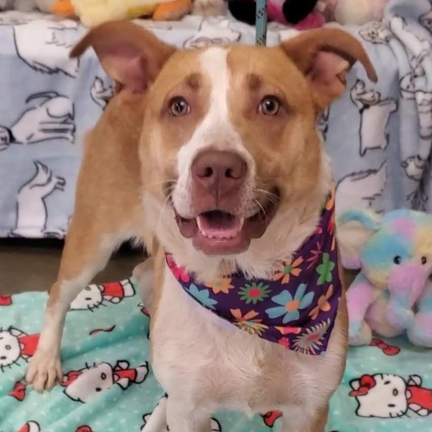 Rowan, a Adoptable Mixed Breed in Woolwich, ME image 1/5