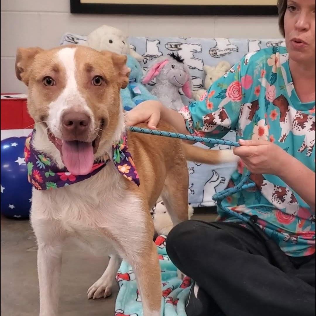 Rowan, a Adoptable Mixed Breed in Woolwich, ME image 2/5