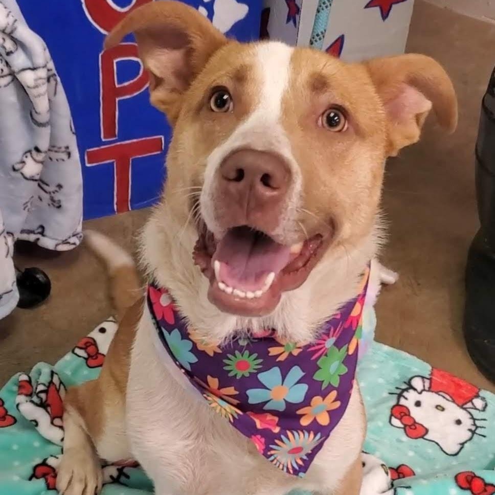 Rowan, an adoptable Mixed Breed in Woolwich, ME, 04579 | Photo Image 1