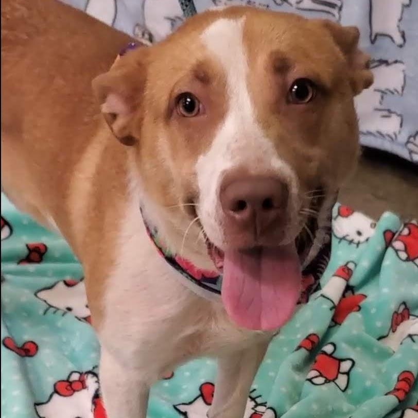 Rowan, an adoptable Mixed Breed in Woolwich, ME, 04579 | Photo Image 2