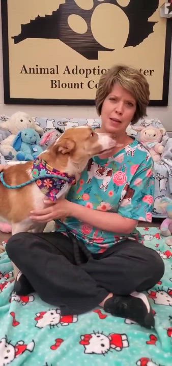 Enlarge Rowan, a Adoptable Mixed Breed in Woolwich, ME video 5/5