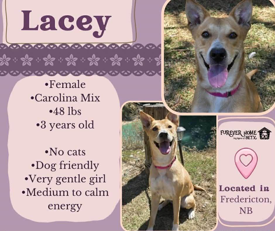 Lacey, Adoptable, Young Female Carolina Dog.