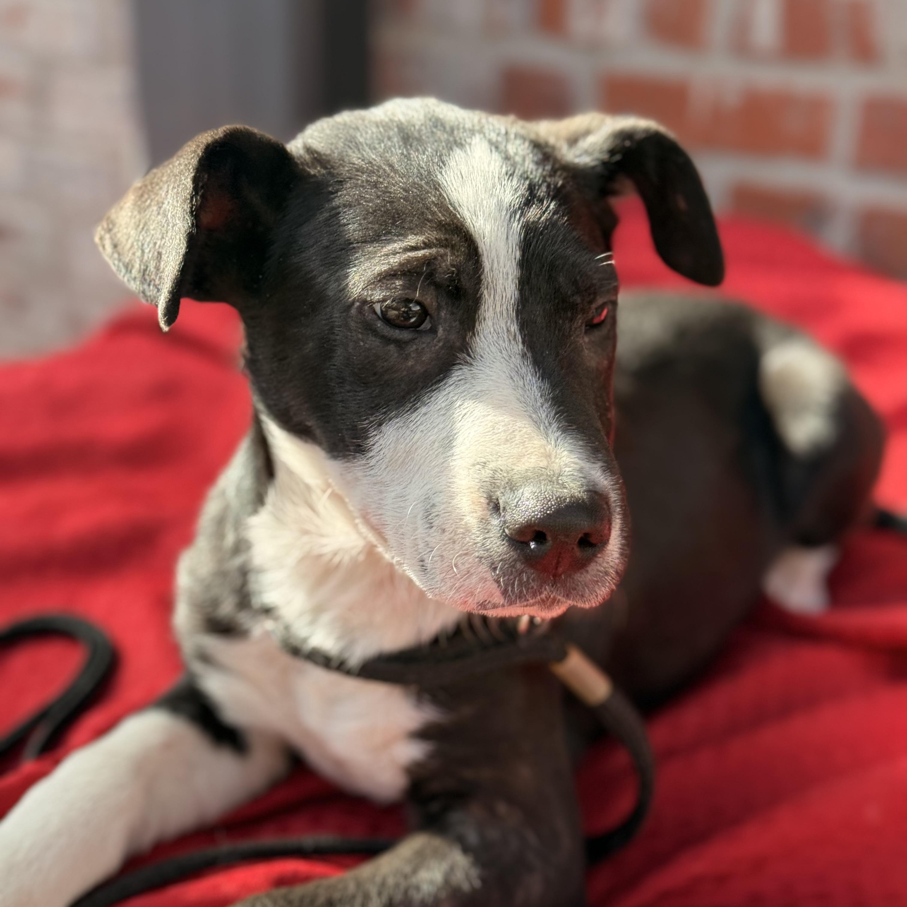 Enlarge Jett, a Adoptable mixed breed in Roscoe, IL image 2/6