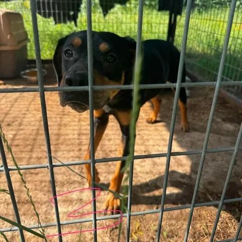 3-Precious, Adoptable, Adult Female Rottweiler & Mixed Breed.