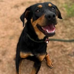 Enlarge 3-Precious, a Adoptable mixed breed in Buchanan Dam, TX image 2/3
