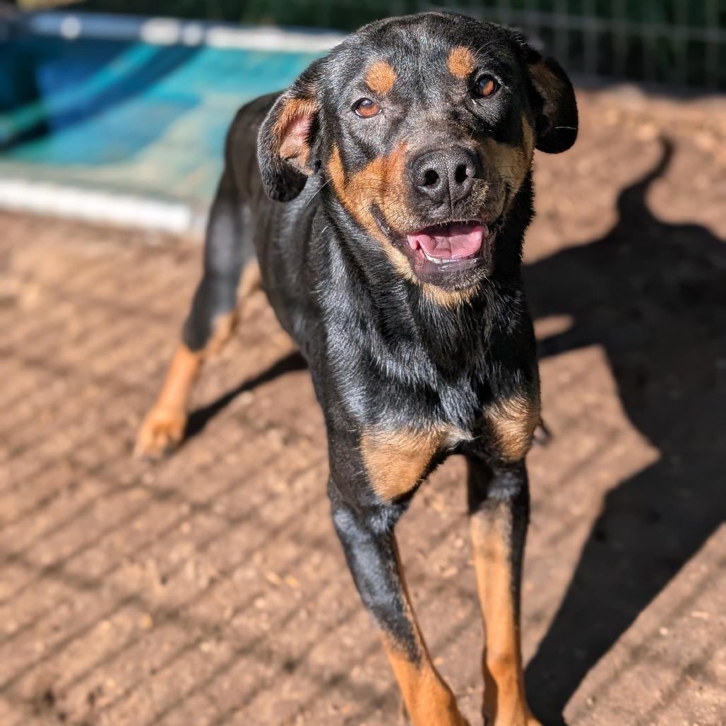 Enlarge 3-Precious, a Adoptable mixed breed in Buchanan Dam, TX image 3/3