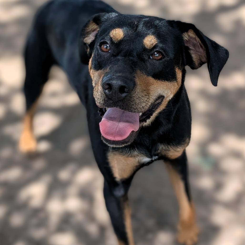 3-Precious, a Adoptable mixed breed in Buchanan Dam, TX image 4/4