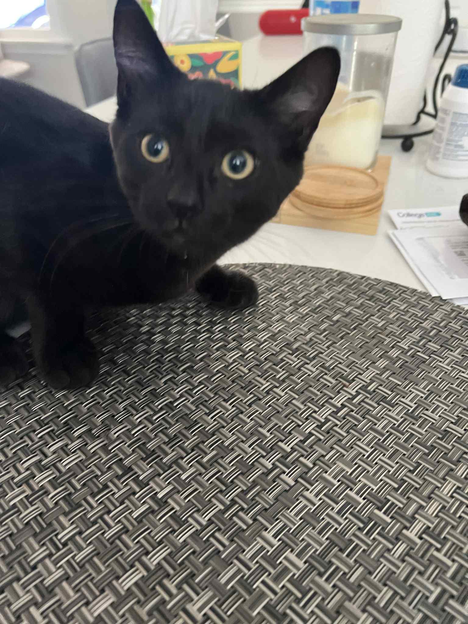 Chanel, a Adoptable Domestic Short Hair in Wading River, NY image 2/4